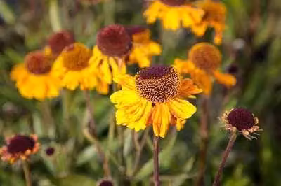 6 x Helenium hybr. 'Carmen' - Sonnenbraut - Topf 9 x 9 cm