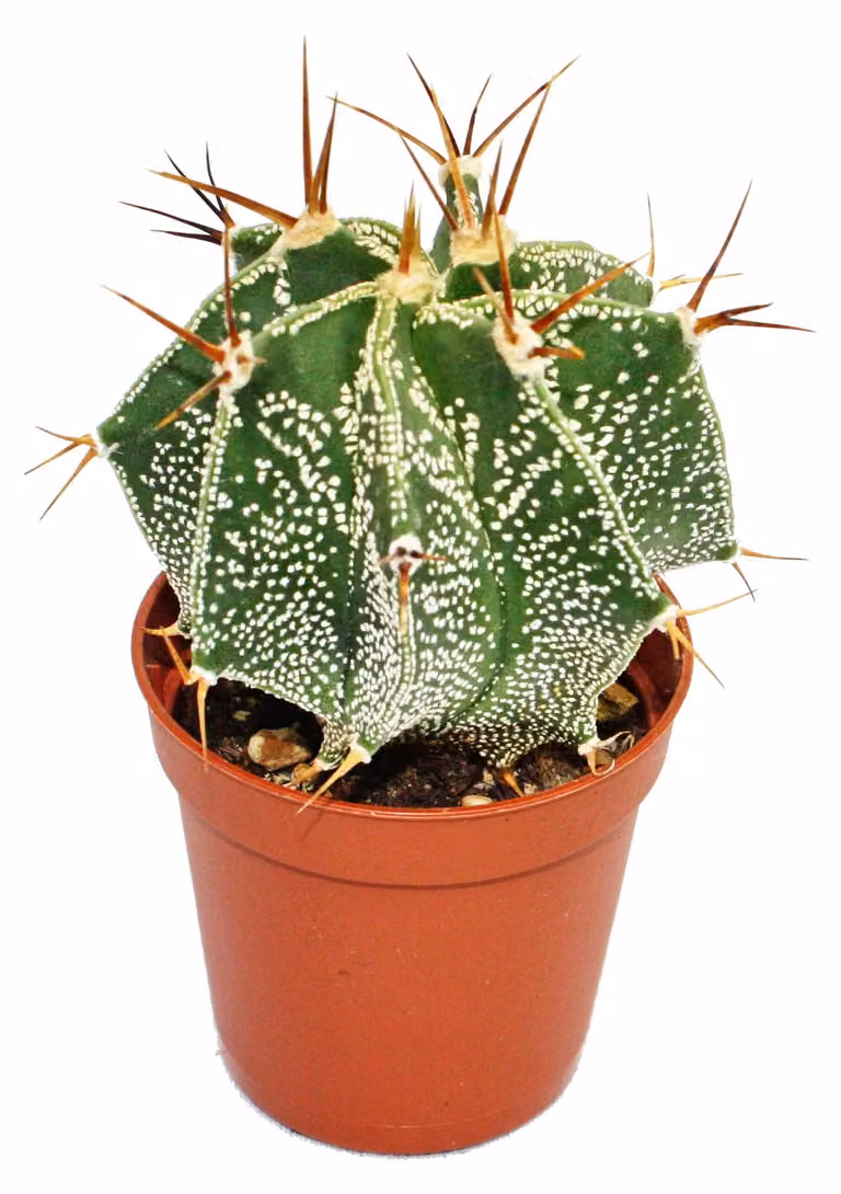 Astrophytum ornatum - cappello da vescovo - vaso da 8,5 cm