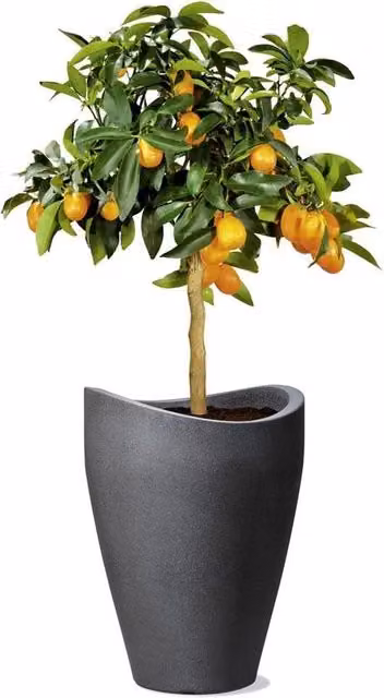 Vaso Globale per Piante - plastico - nero-granito - 1 pezzo - 29,8 cm di diametro