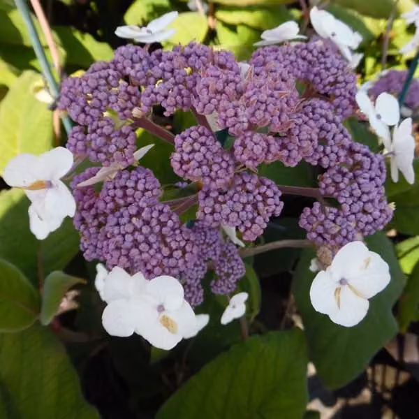 Ortensie - Hydrangea aspera 'Sargentiana' | 50-60 cm in vaso