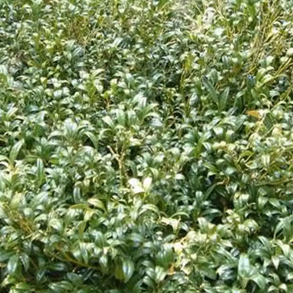 2 piante di *Sarcococca hookeriana* (Himalaya), in vaso, altezza 20-25 cm