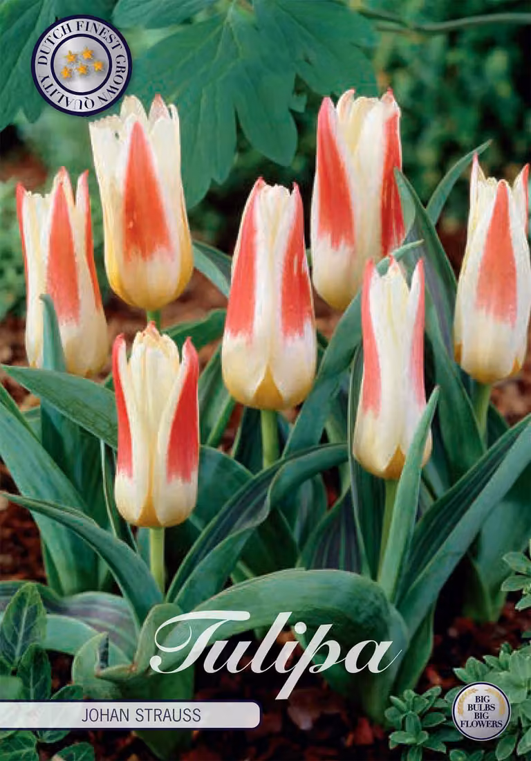 Kaufmannia - Johan Strauss - Tulipa