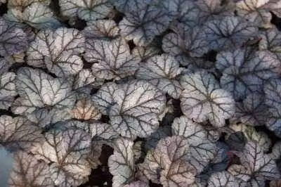6 x Heuchera hybr. 'Cinnabar Silver'® - Campanula viola - vaso 9 x 9 cm