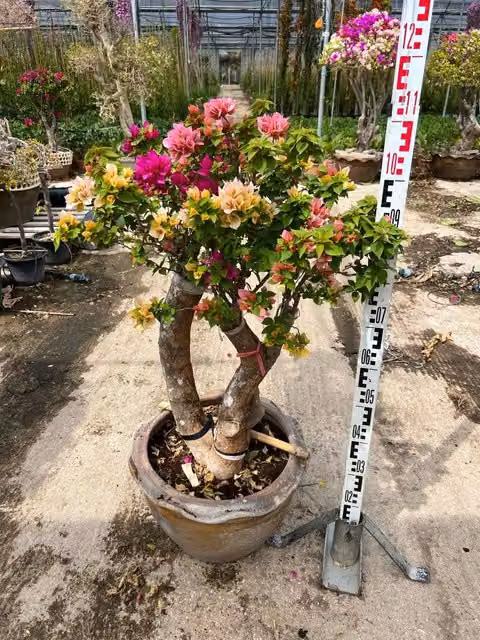 Bougainvillea Mini Thai Bonsai Vivaio Garden Forest, Arbusto Rampicante Multicolore per Esterno e Interni con Vaso