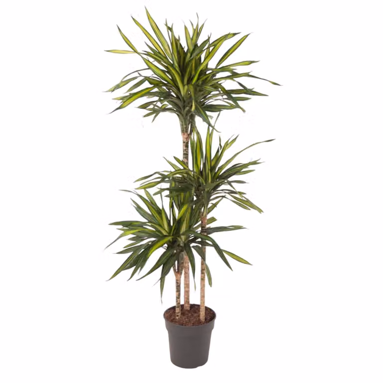 Dracaena Riki - 140 cm - Ø24