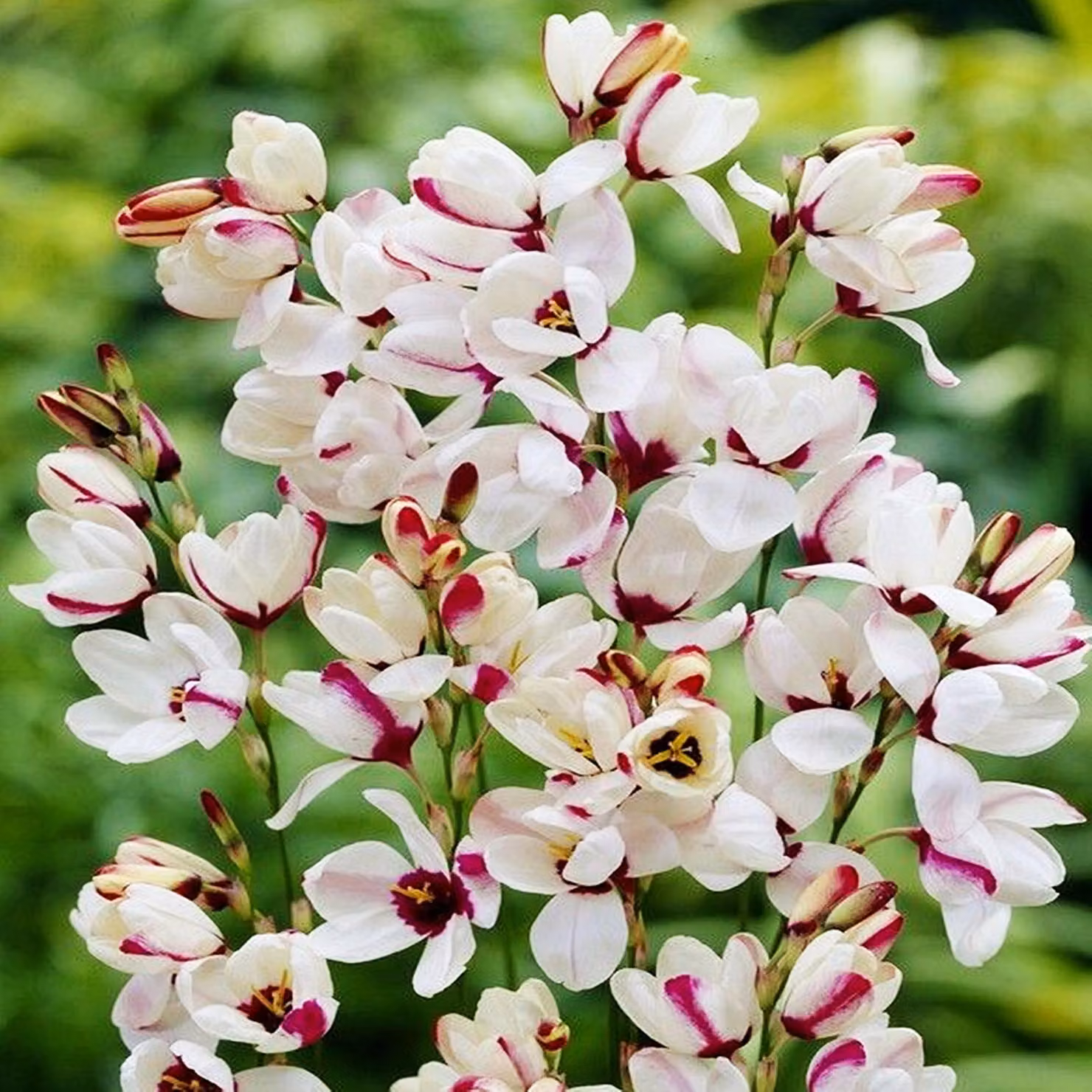 Ixia Bulbi Fiori Bellflower Corn Lily Sportlight 10 pz.