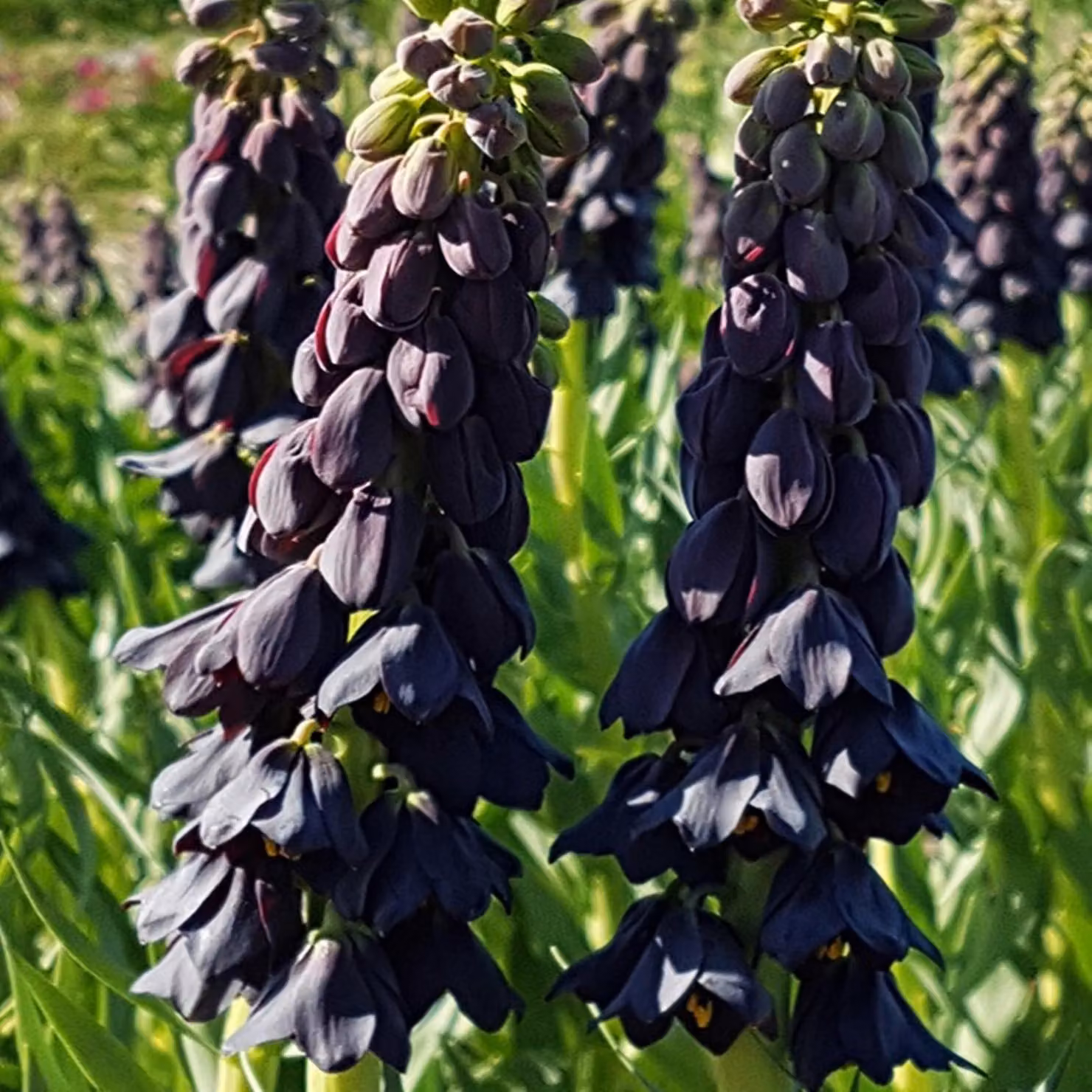 Bulbi da fiore Bulbi da fiore Fritillaria Fiore a scacchi Twin Towers Tribute 1 pz.