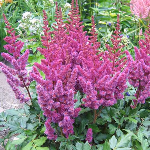 6 piantine di Astilbe chinensis 'Purpurkerze', in vaso da 9x9 cm