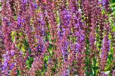 6 x Salvia sylv. 'Dear Anja' - Muschio stellato - vaso 9 x 9 cm