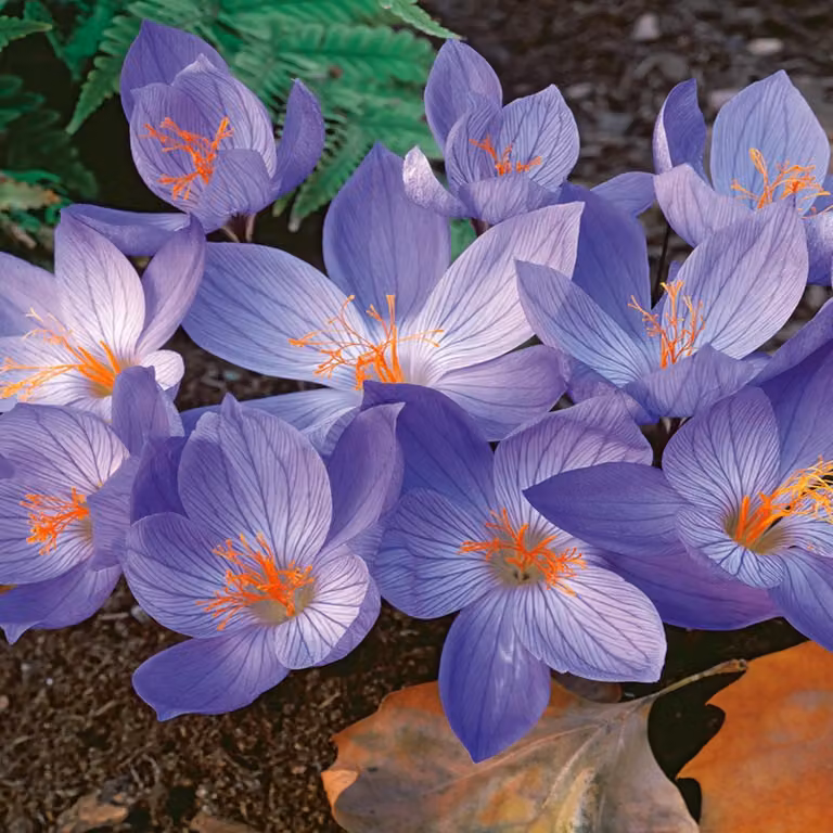 Crocus conquistatore d'autunno 5 pz. Bulbi di croco Bulbi di croco