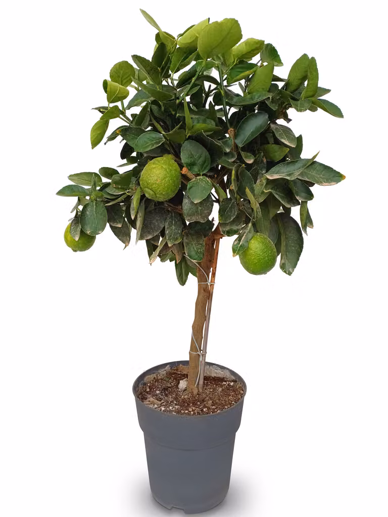 Sunny Tree - Tiglio - 3 anni - Citrus Latifolia - Pianta di agrumi - Frutto - 90 centimetri - A+ Ware
