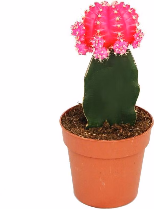 Gymnocalycium mihanovichii - fragola cactus - rosa - vaso 8,5 cm