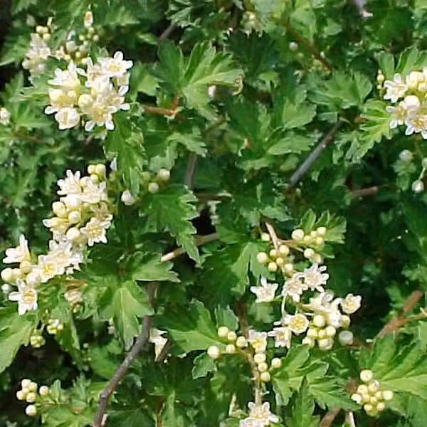 2 piante di Stephanandra incisa 'Crispa' | Altezza: 30-40 cm, in vaso