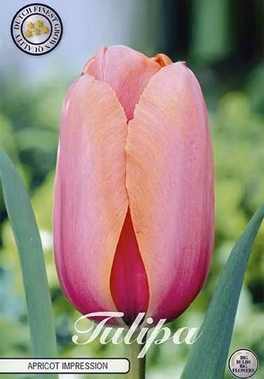 Tulipano Apricot Impression (10 bulbi) | Bulbi di tulipano di Sam van Schooten