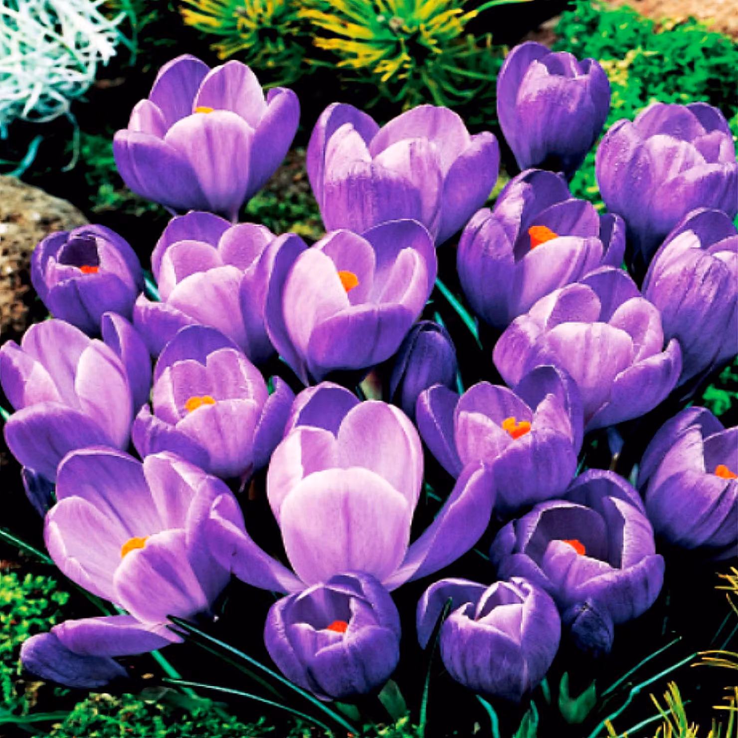 Bulbi da fiore Bulbi Crocus a fiore grande Crocus Remembrance 10 pz.