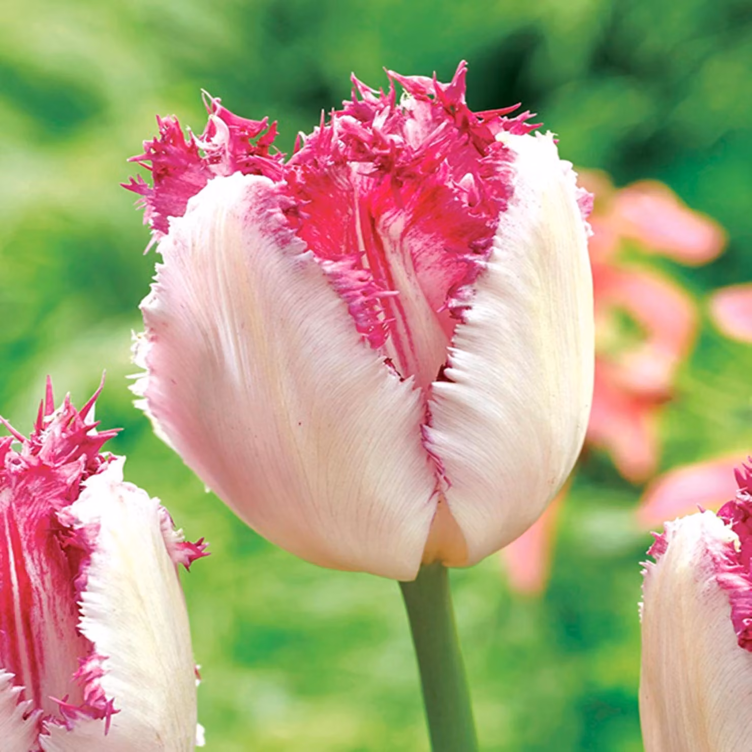 Tulipani Bulbi Fiori Ciglia di tulipano frangiate 5 pz.