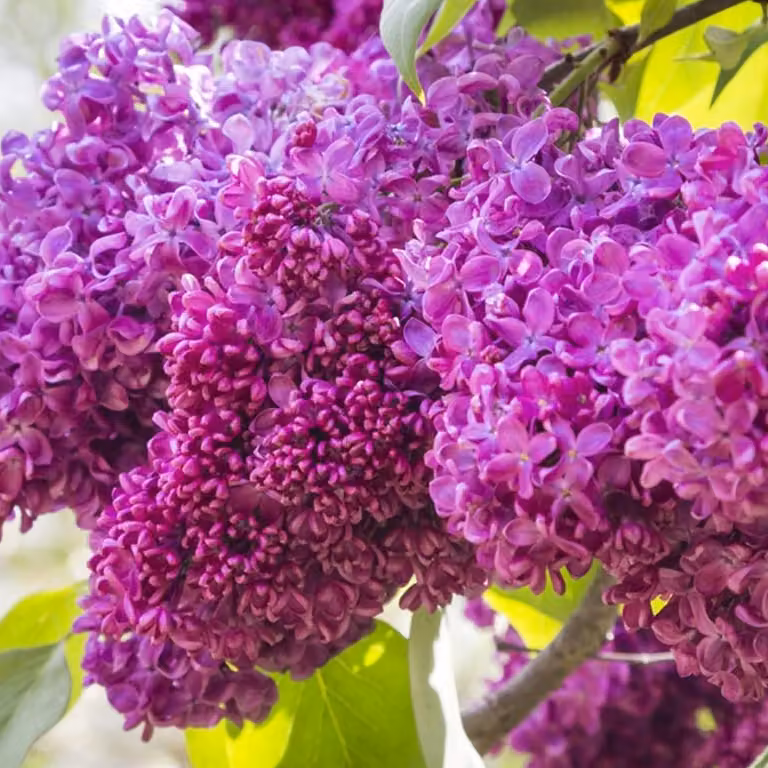 Lillaia comune (Syringa vulgaris) 'Charles Joly' | 40-60 cm, in vaso