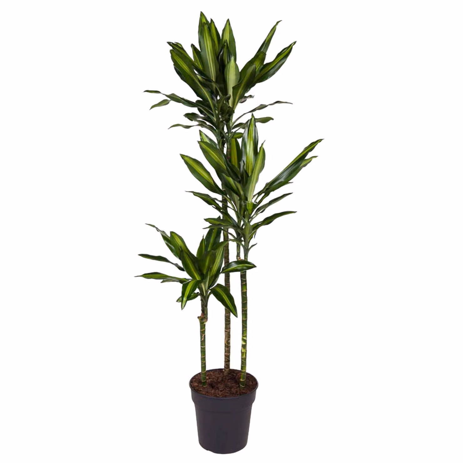 Dracaena Cintho - 160 Cm - Ø24