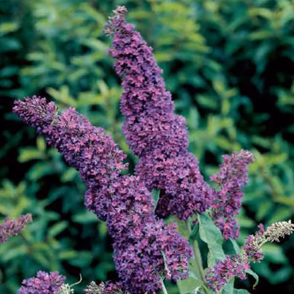 2 piante di buddleja (Buddleja davidii 'Purple Emperor') | 30-40 cm in vaso