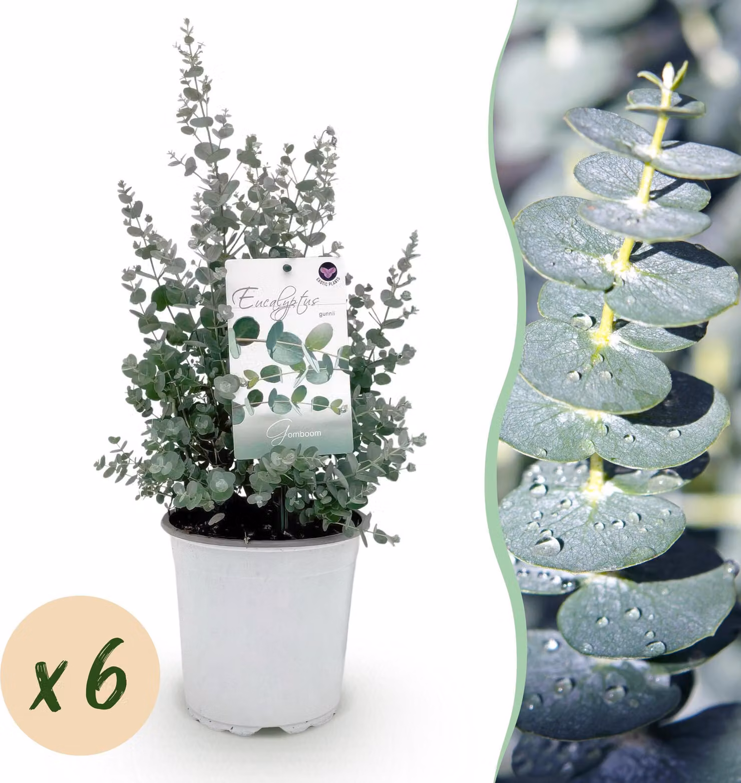 Pianta da terrazzo - Eucalipto - Eucalyptus gunni - Grigio - Resistente | 6 pezzi - 30-40cm - Ø20cm - Pianta da giardino