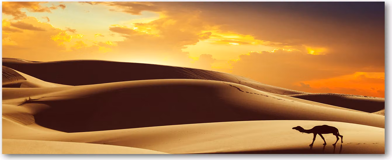Pannello protettivo per cucina Tulup® in vetro temperato - 125x50 - Protezione anti-schizzi con decoro: paesaggi, deserto del Sahara, cammelli
