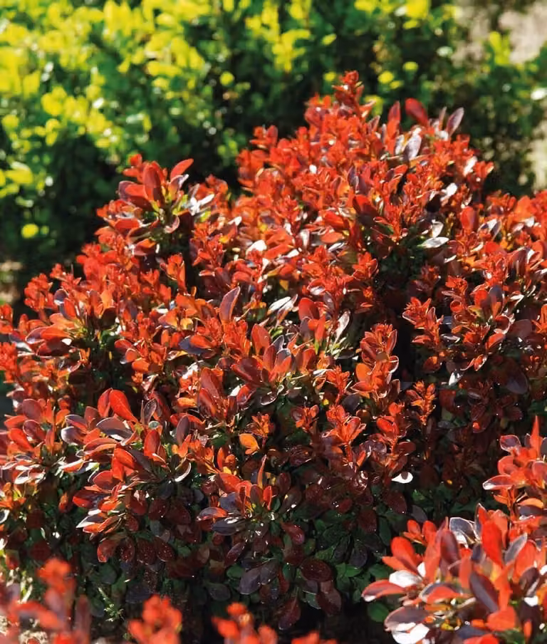Berberis Thunberga Bagatelle 1L