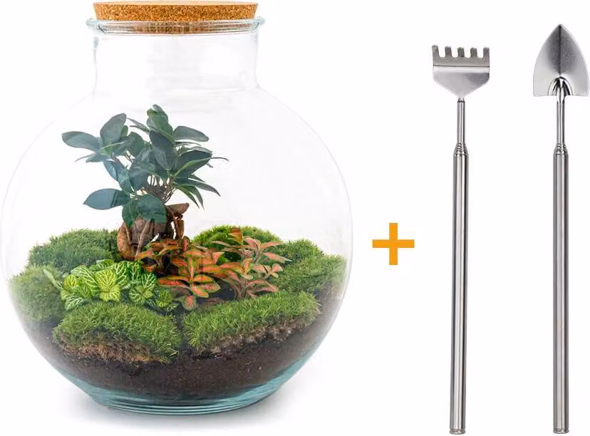 Terrario fai da te - Bolder Bob Bonsai - ↕ 30 cm