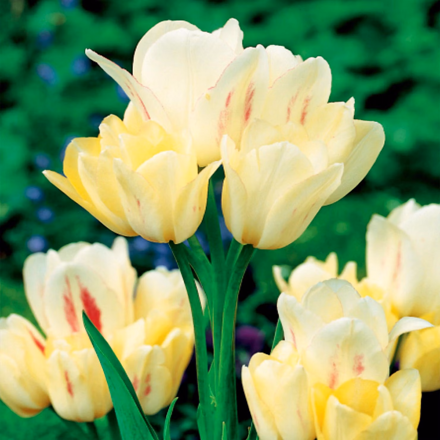 Tulipani Bulbi da fiore Bulbi da fiore Bulbi di tulipani Tulipani Candy Club 5 pz.