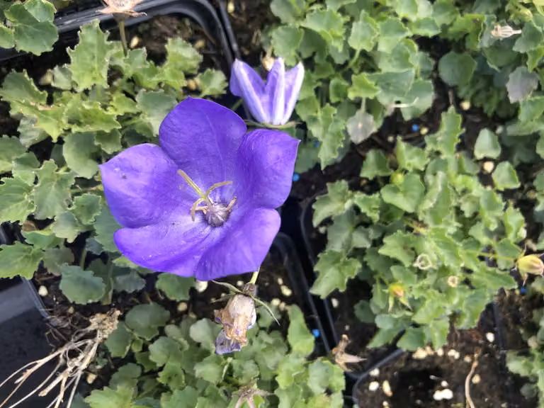 6 x Campanula carpatica 'Blaue Clips' - Lampada da giardino di 9x9 cm