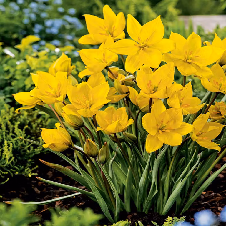 Tulipani Bulbi Fiori Botanici Tulipano Sylvestris 5 pz.