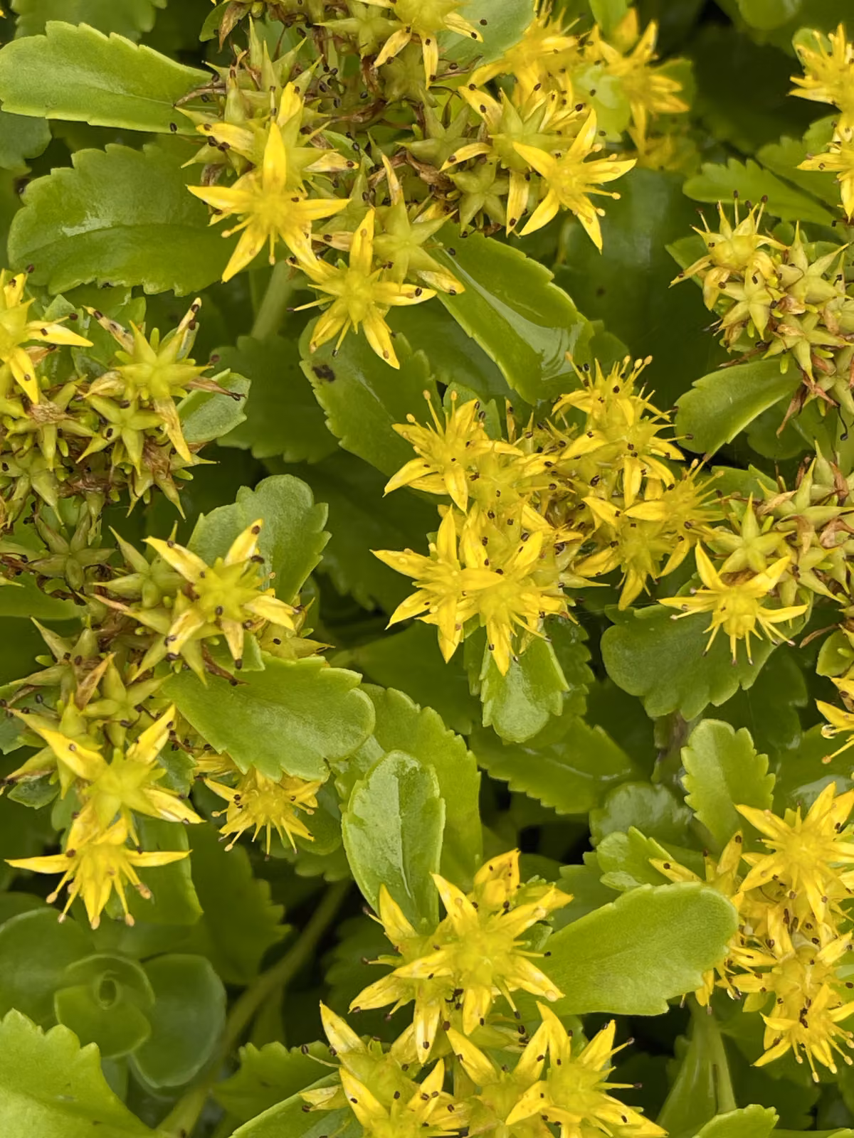 6 x Sedum kamtschaticum - Piantaggine della Kamchatka - vaso 9 x 9 cm