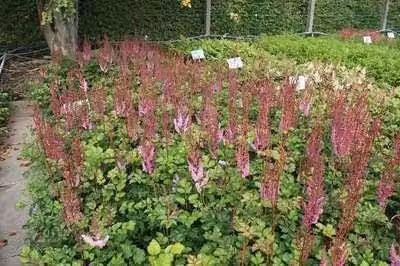 6 x Astilbe chin. 'Purpurlanze' - magnifica spirea - vaso 9 x 9 cm