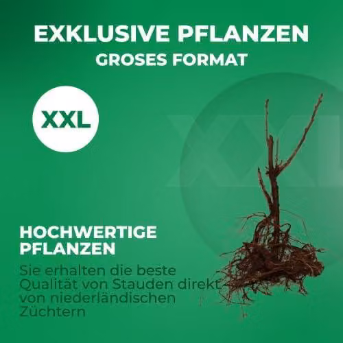 Ribes nero Jonkheer van Tets - 2 piante - Resistente al freddo e perenne - Autentiche piante da frutto provenienti dall'Olanda - senza semi, senza bulbi, non geneticamente modificato