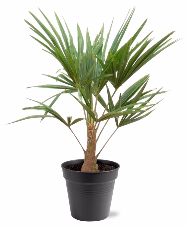 Trachycarpus, palma Hennep con foglie a forma di ventaglio, altezza 100 cm