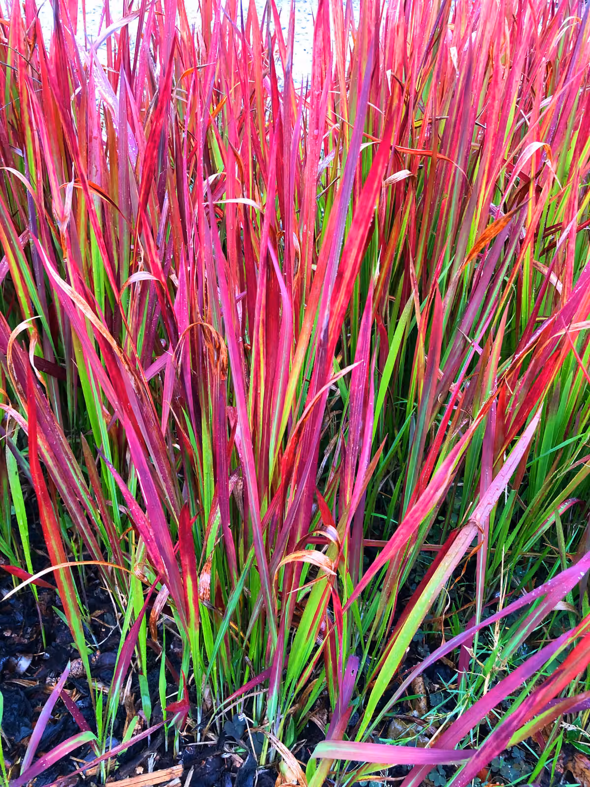 6 x Imperata cyl. 'Red Baron' - Erba sanguigna Red Baron - Vaso 9 x 9 cm