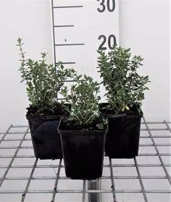 6 x Teucrium lucidrys - Gamander - Vaso 9 x 9 cm