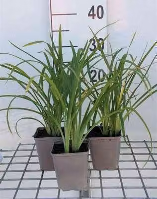 6 x Hemerocallis hybr. 'Crimson Pirate' - daylily - vaso 9 x 9 cm