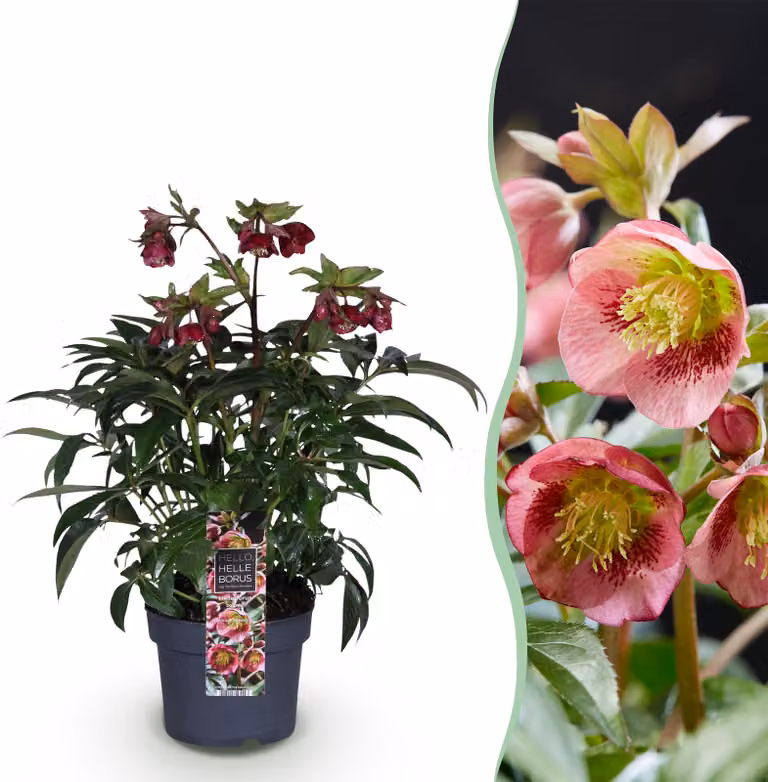 Helleborus Dacaya - Fiore rosa - Sempreverde - 40-50cm - Ø19cm - Pianta da giardino