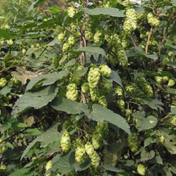 6 piante di Humulus lupulus 'Target' | Vaso da 9x9 cm