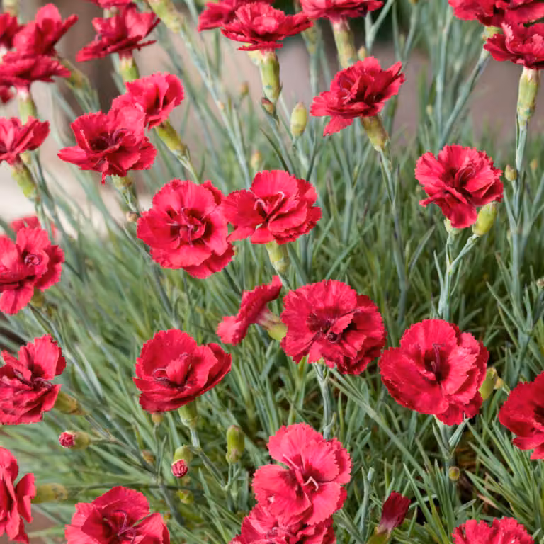 6 piante di Dianthus plumarius 'Munot' (Feder-Nelke), in vaso da 9x9 cm