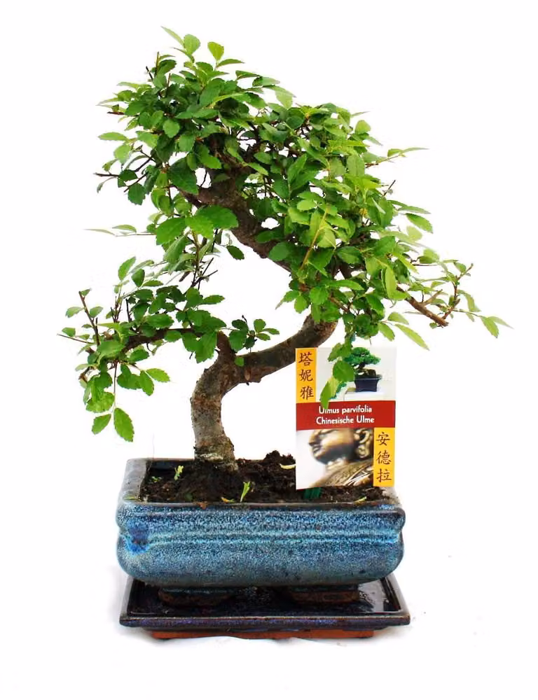 Bonsai olmo cinese - Ulmus parviflora - circa 6 anni