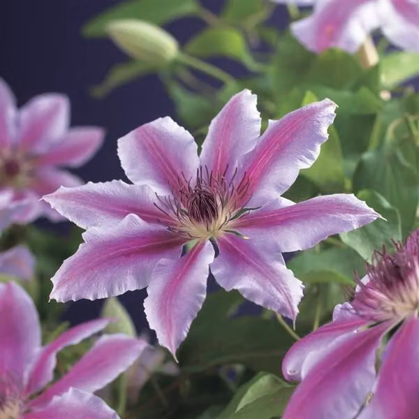 Clematide 'Nelly Moser' – Clematide a fiore grande | Pianta rampicante rosa-bianca | circa 30-50 cm | resistente al freddo