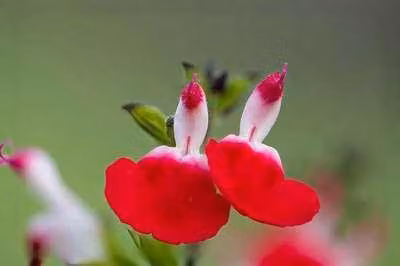 6 x Salvia micr. 'Hot Lips' - Muschio stellato - vaso 9 x 9 cm