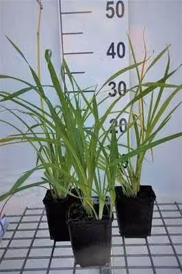 6 x Hemerocallis hybr. 'Aten' - taglilie - Topf 9 x 9 cm