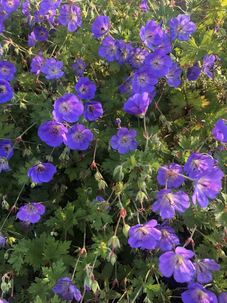 6 xGeranium 'Rozanne' - Storchschnabel - topf 9 x 9 cm