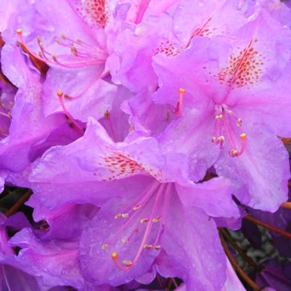 Rhododendron 'Lee's Dark Purple' | 40-50 cm, in vaso