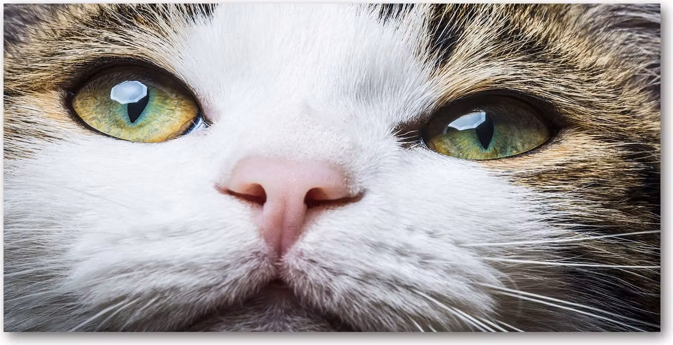 Pannello protettivo per cucina Tulup® in vetro temperato - 100x50 - Protezione anti-schizzi con decorazione: animali, occhi di gatto verdi
