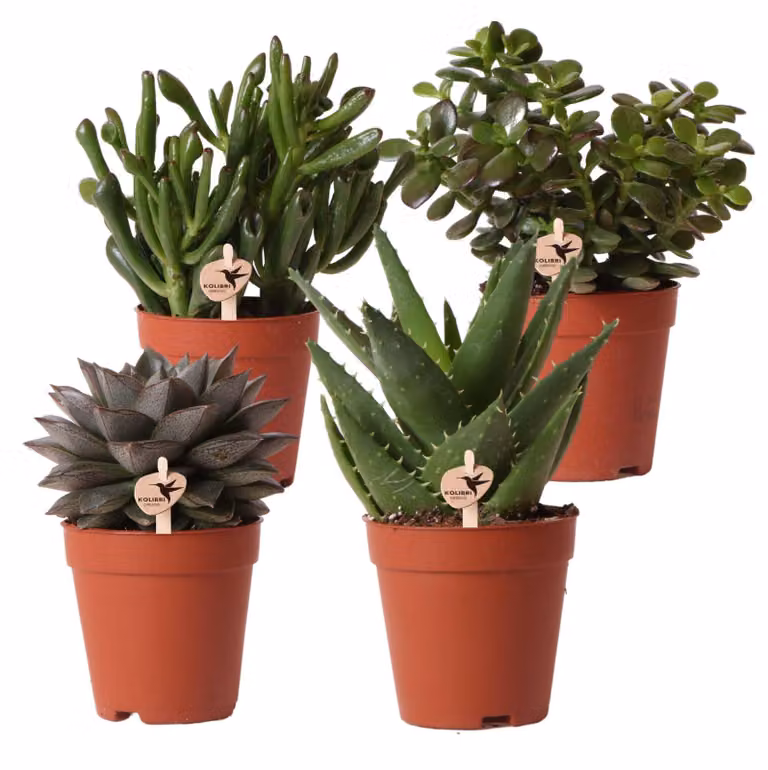 Kolibri Greens - Set di 4 piante grasse - Piante verdi - Vaso da 9 cm