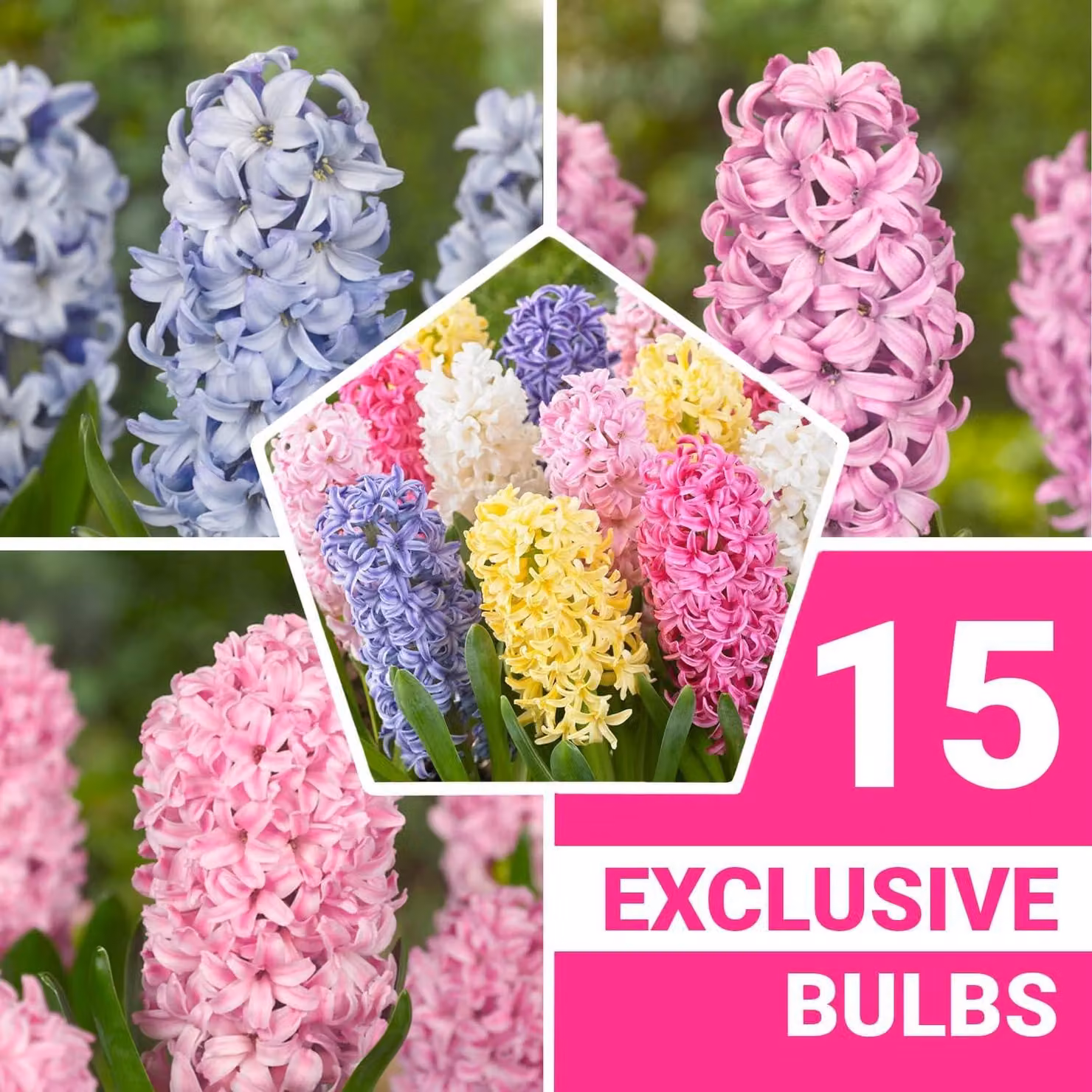 Bulbi di giacinto, resistenti al freddo, perenni - Mix pastello - 15 bulbi - Bulbi profumati - 3 varietà/colori - Piante provenienti dall'Olanda - Adatti per giardino, vaso o terrina (bulbi grandi, senza semi)