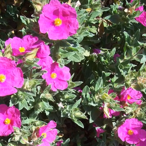 2 piante di Zistrosa (Cistus pulverulentus), alte 20-25 cm, in vaso